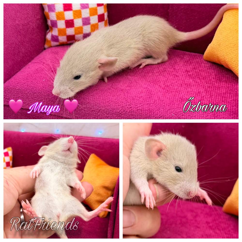 Fancy rat Available for rehoming Rattus norvegicus 