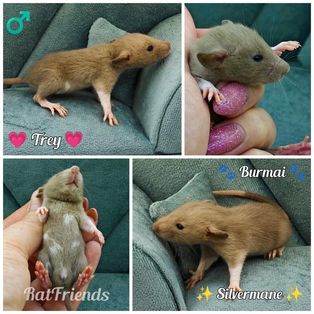 Fancy rat Available for rehoming Rattus norvegicus 