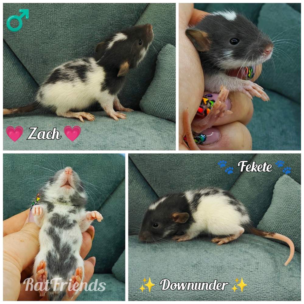 Fancy rat Breeder Rattus norvegicus 