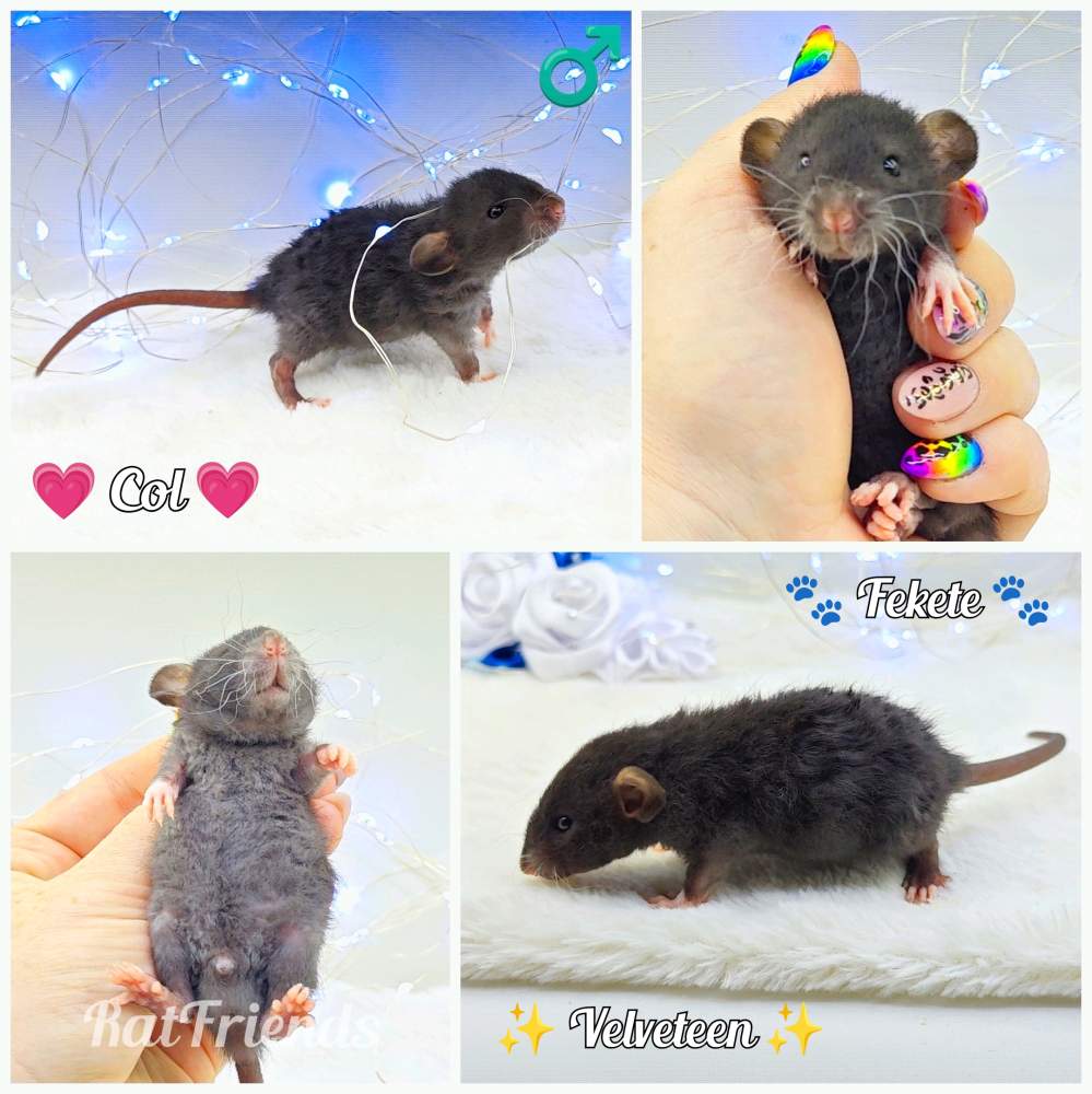 Fancy rat Breeder Rattus norvegicus 