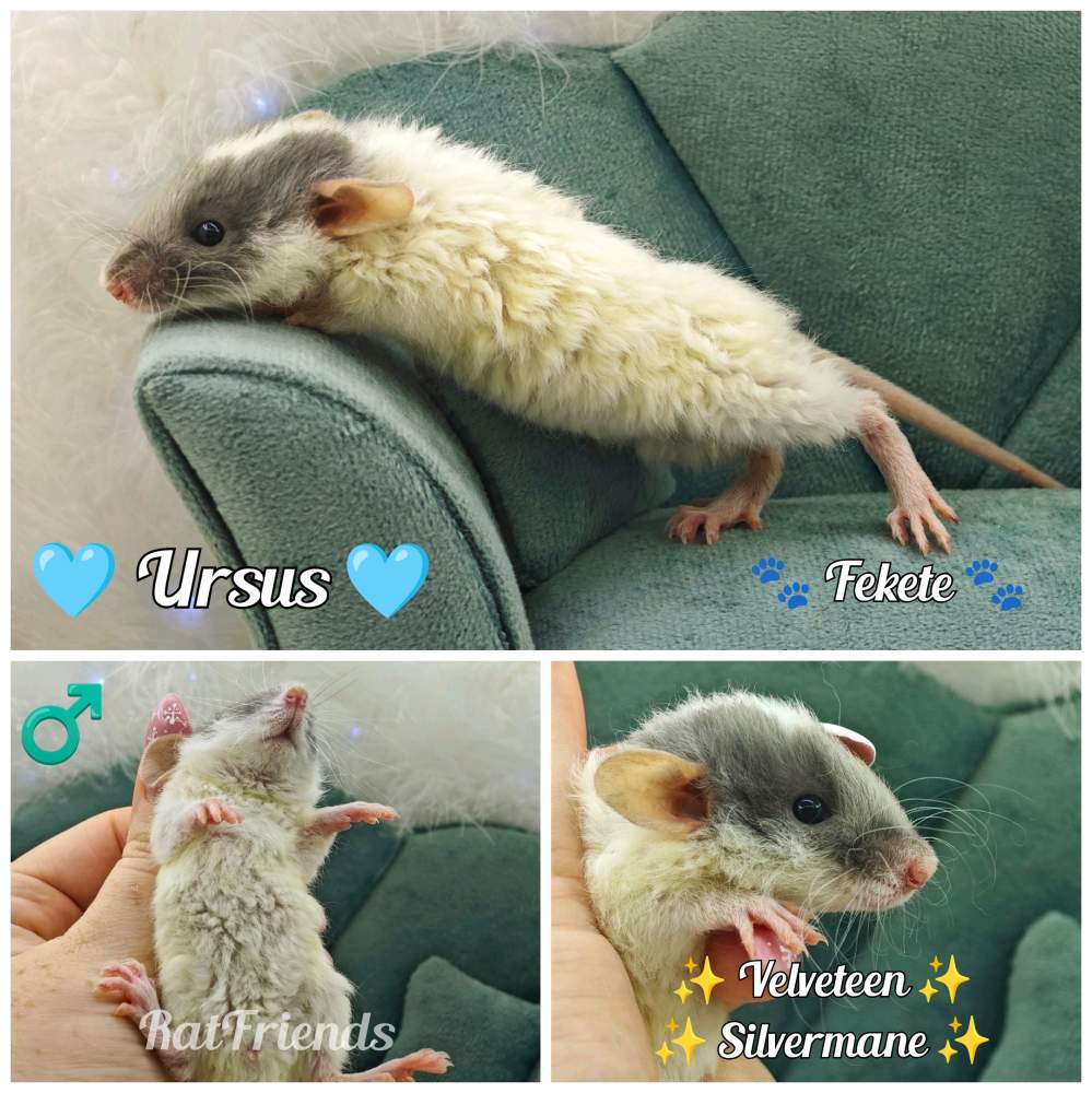 Fancy rat Available for rehoming Rattus norvegicus 