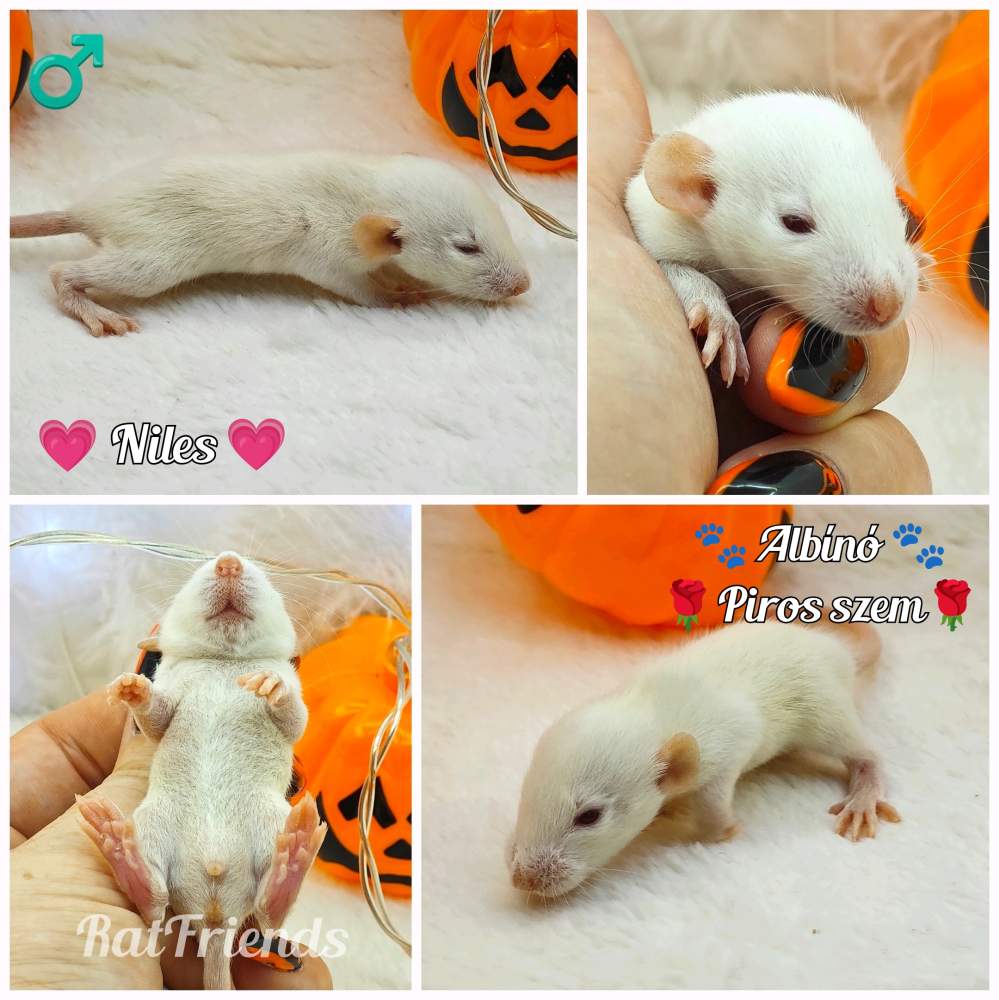 Fancy rat Owned by other Rattus norvegicus 