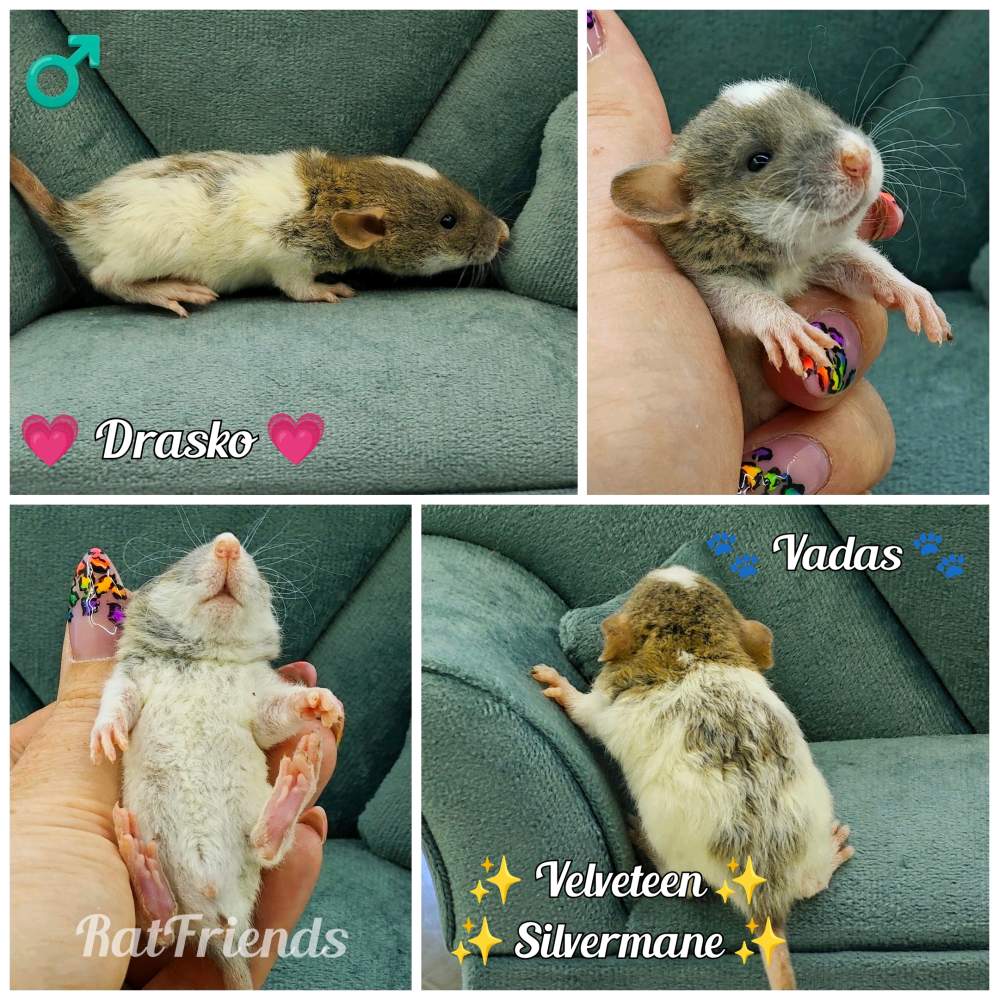 Fancy rat Owned by other Rattus norvegicus 