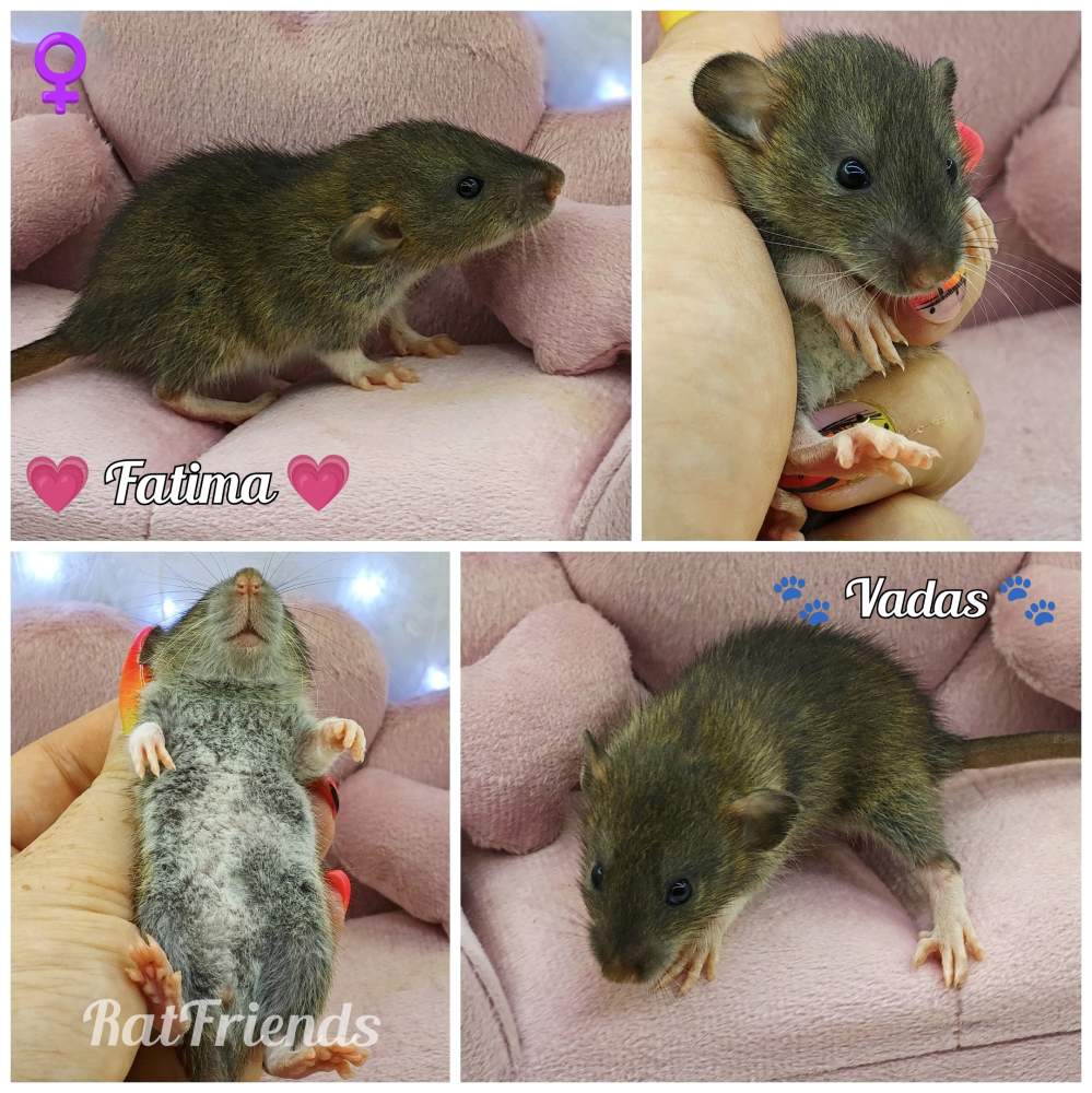 Fancy rat Available for rehoming Rattus norvegicus 