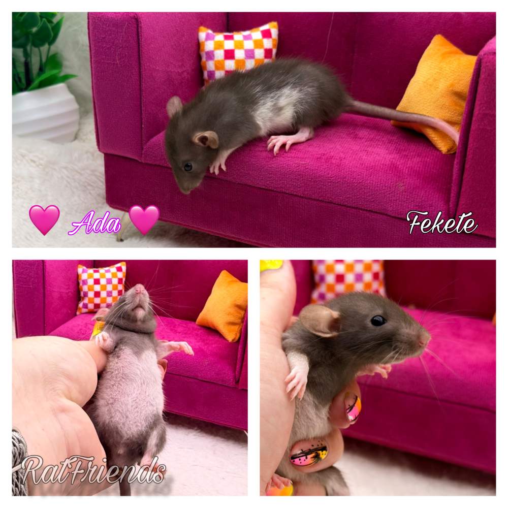 Fancy rat Available for rehoming Rattus norvegicus 