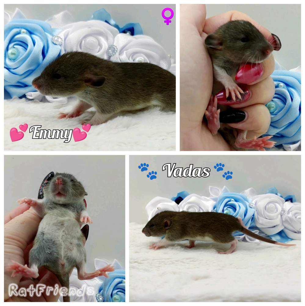 Fancy rat Owned by other Rattus norvegicus 