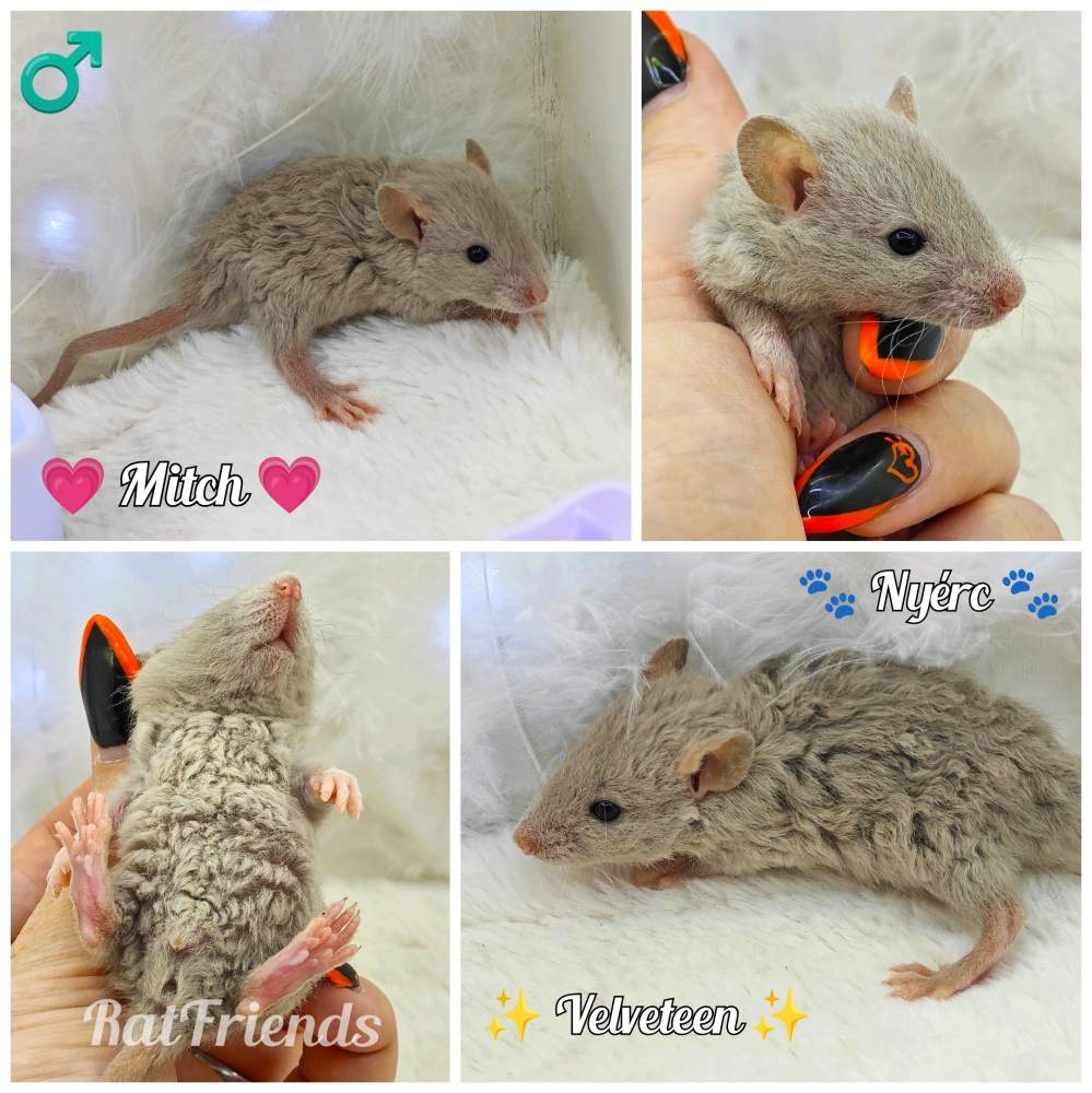 Fancy rat Owned by other Rattus norvegicus 