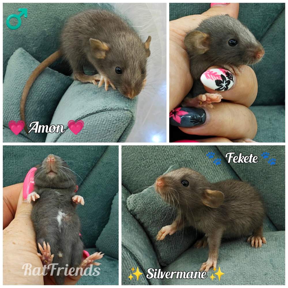 Fancy rat Rehomed Rattus norvegicus 