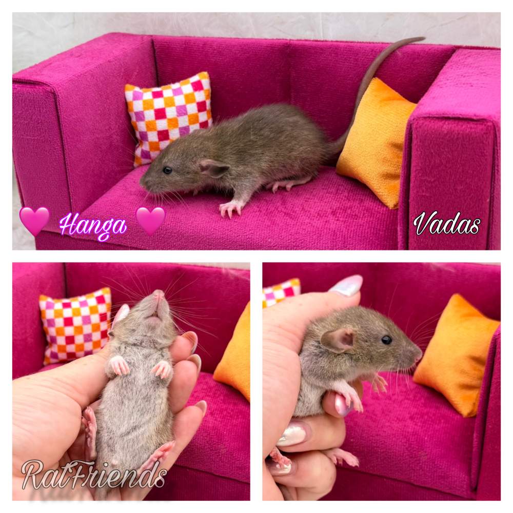 Fancy rat Available for rehoming Rattus norvegicus 
