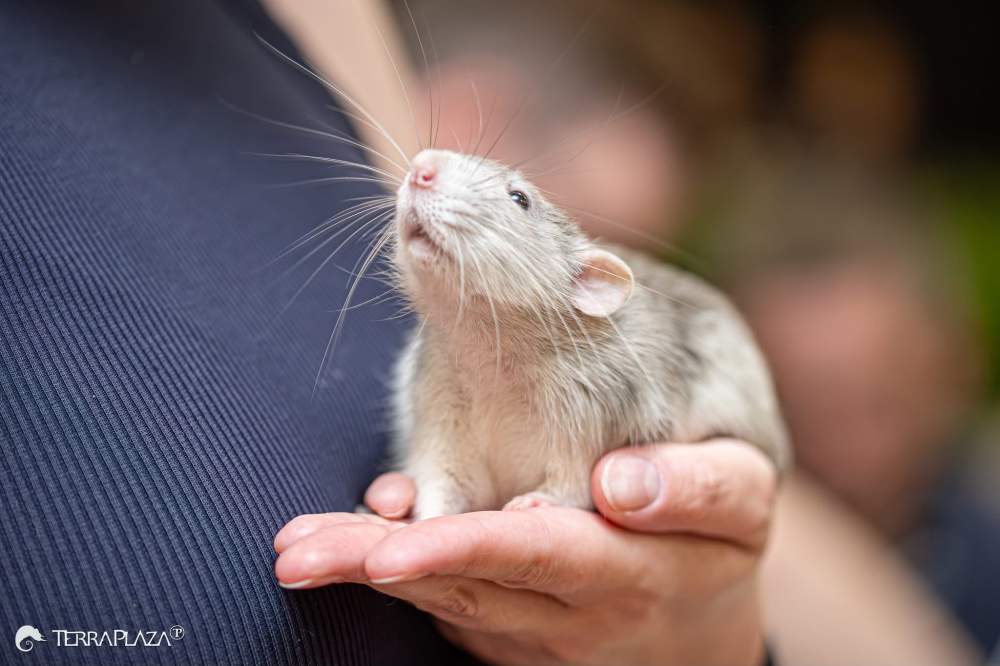 Fancy rat Show animal Rattus norvegicus 