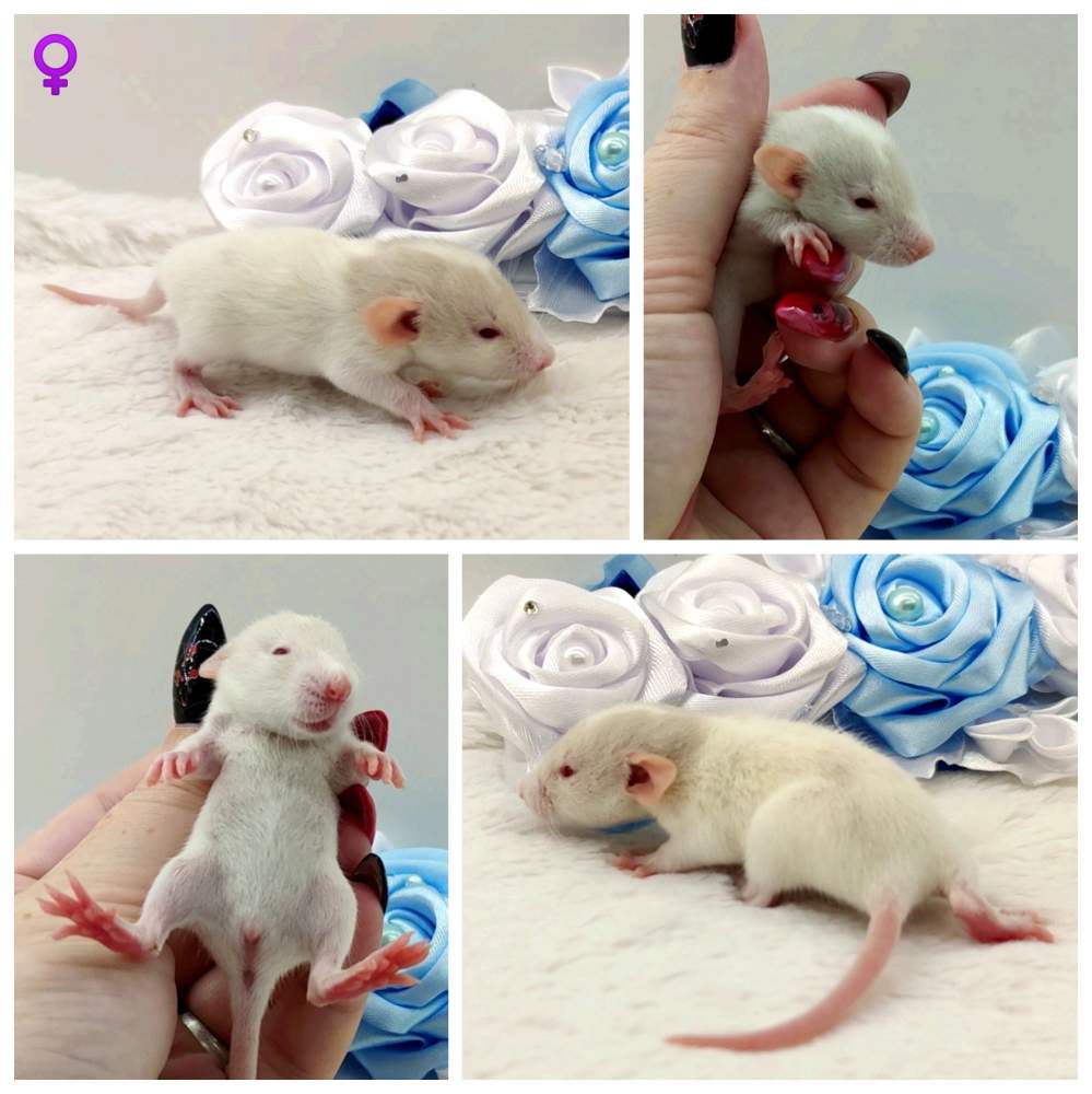 Fancy rat Breeder Rattus norvegicus 