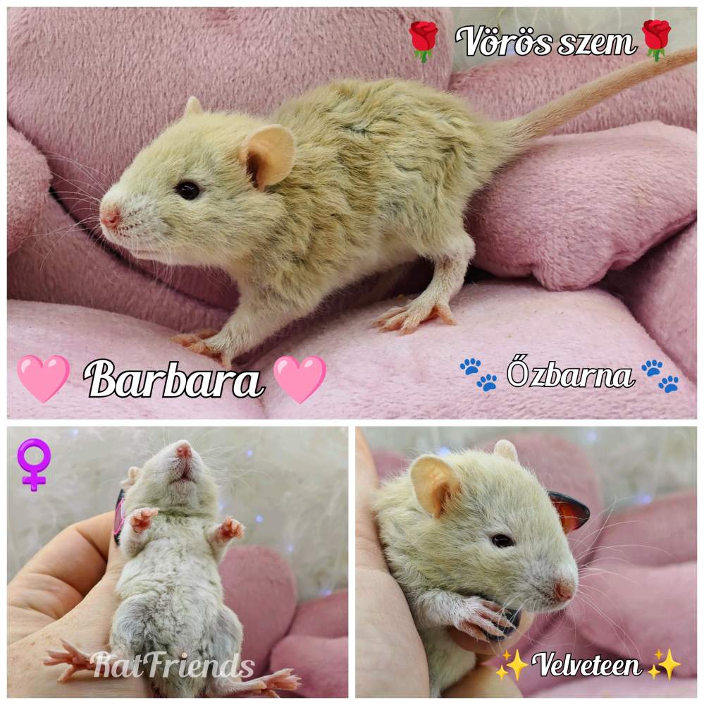 Fancy rat Breeder Rattus norvegicus 