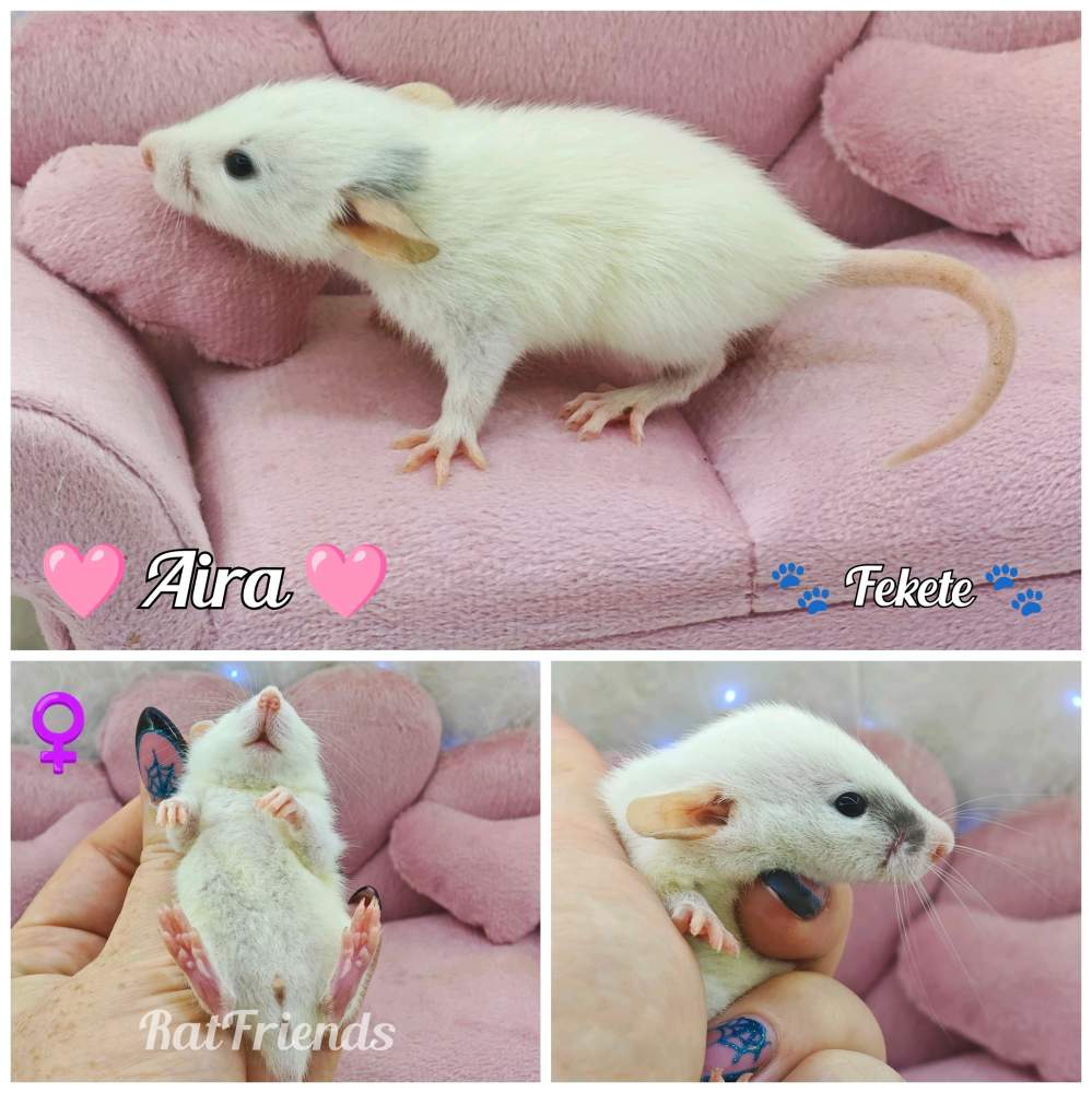 Fancy rat Available for rehoming Rattus norvegicus 