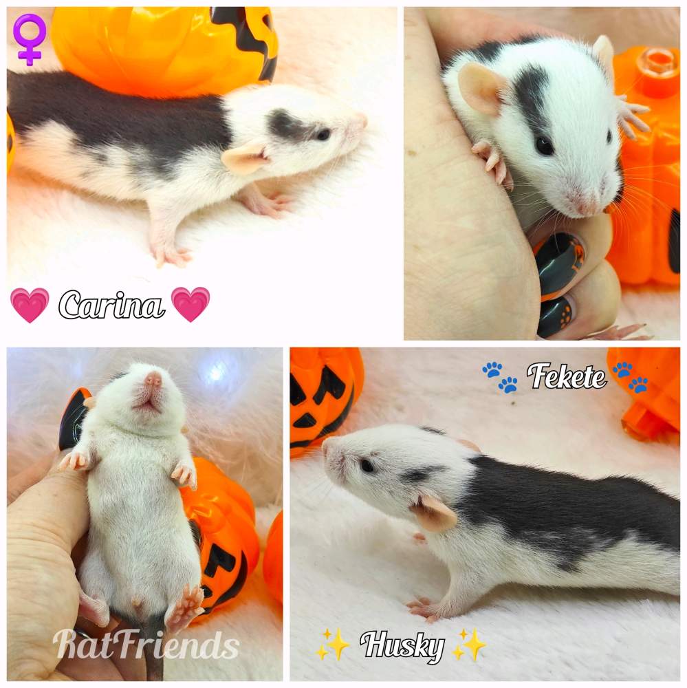 Fancy rat Owned by other Rattus norvegicus 