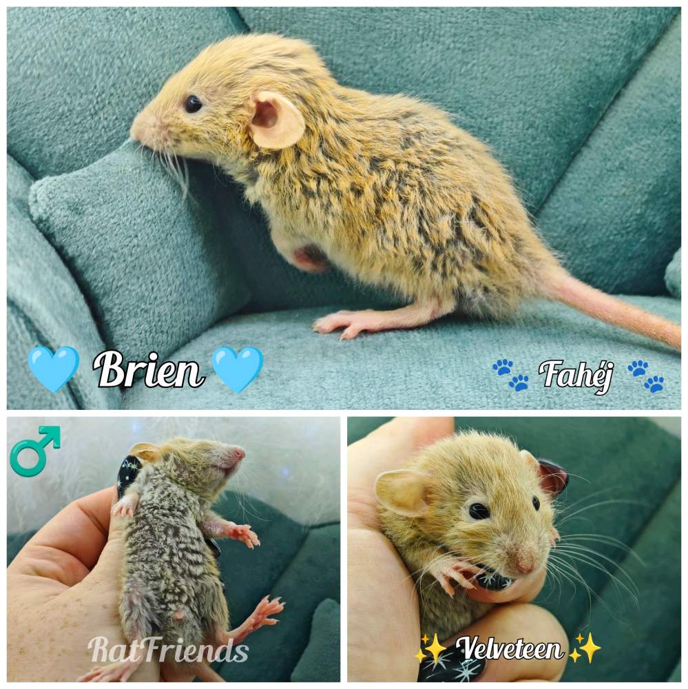 Fancy rat Breeder Rattus norvegicus 