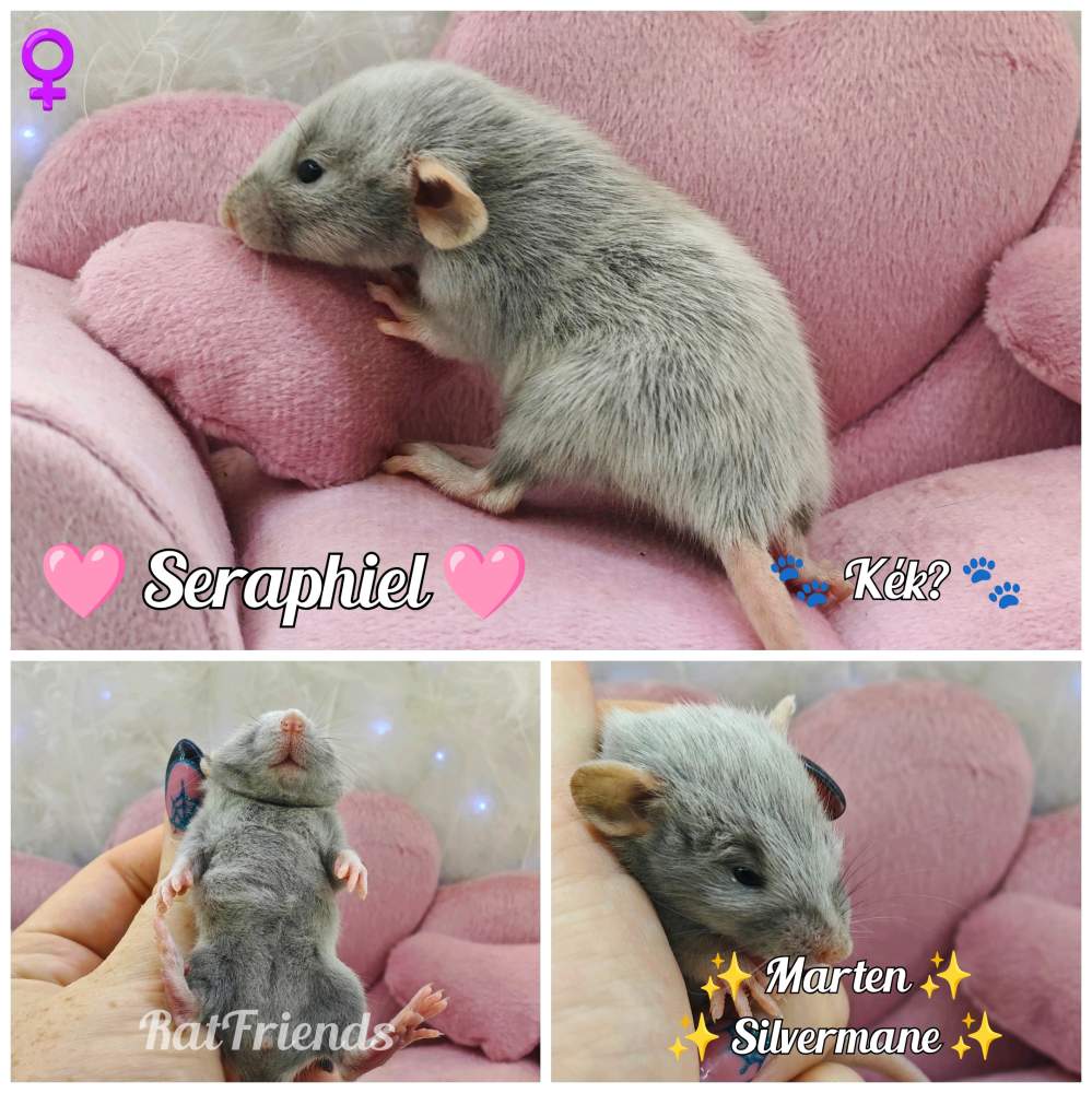 Fancy rat Breeder Rattus norvegicus 