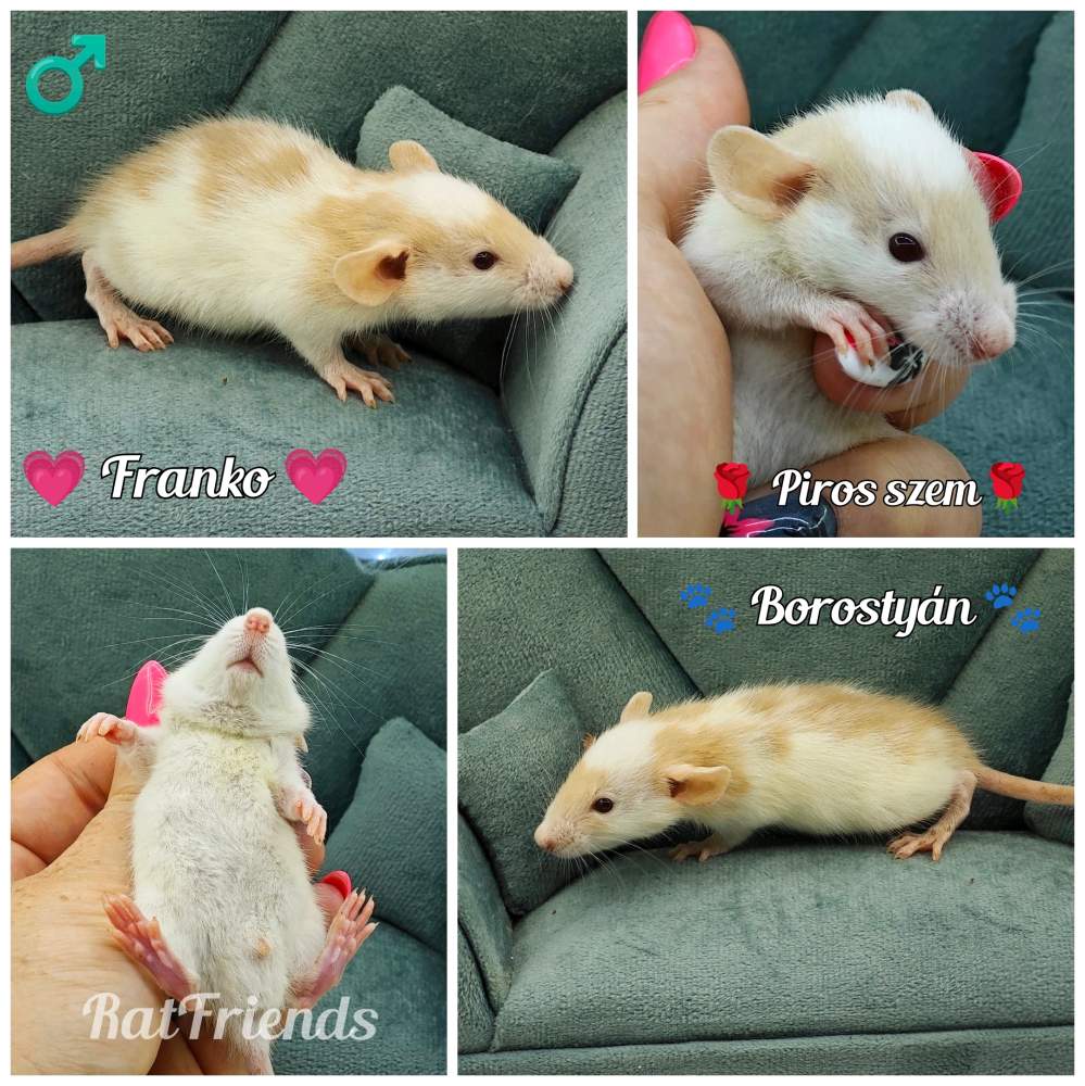 Fancy rat Rehomed Rattus norvegicus 
