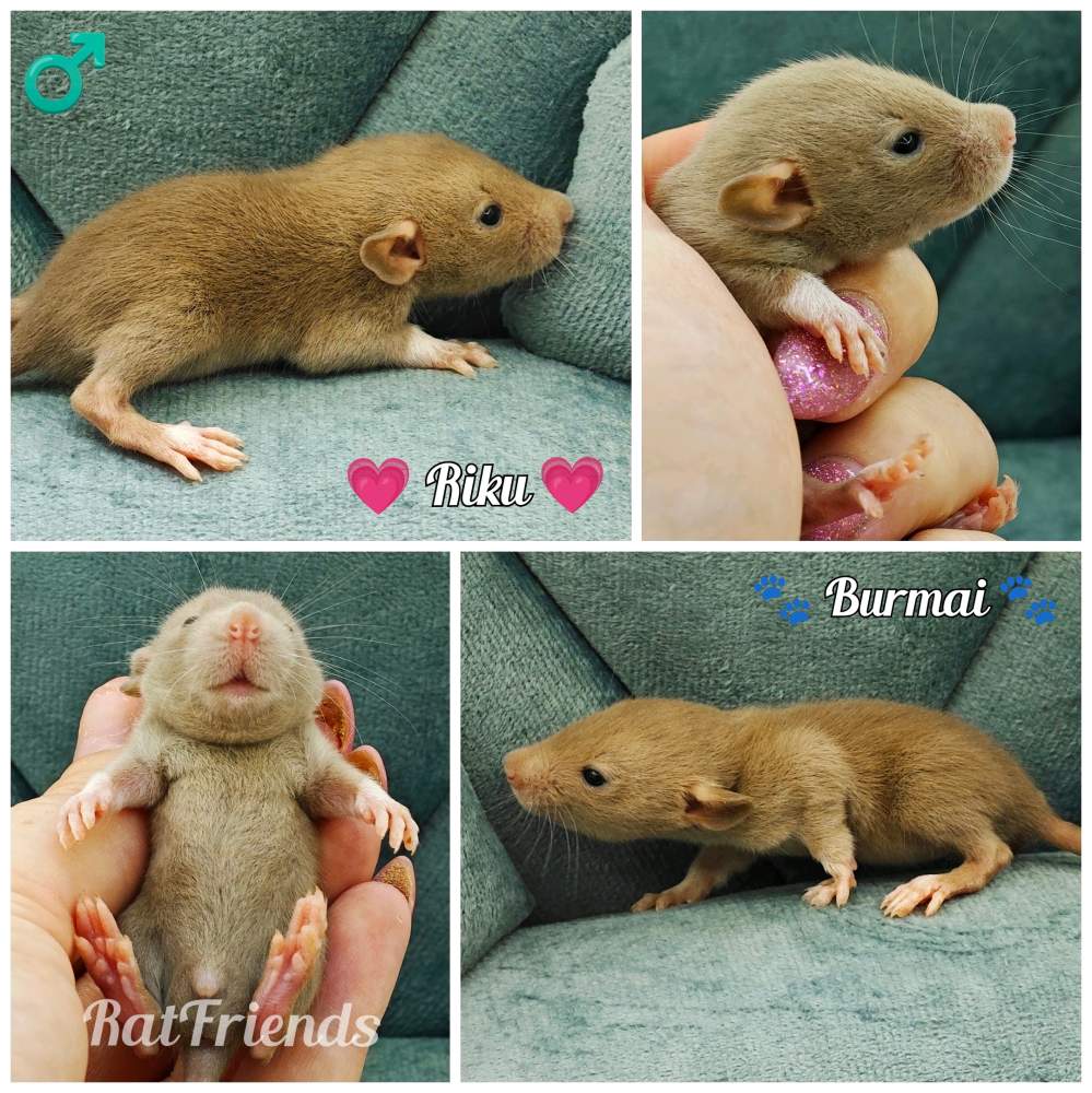 Fancy rat Available for rehoming Rattus norvegicus 