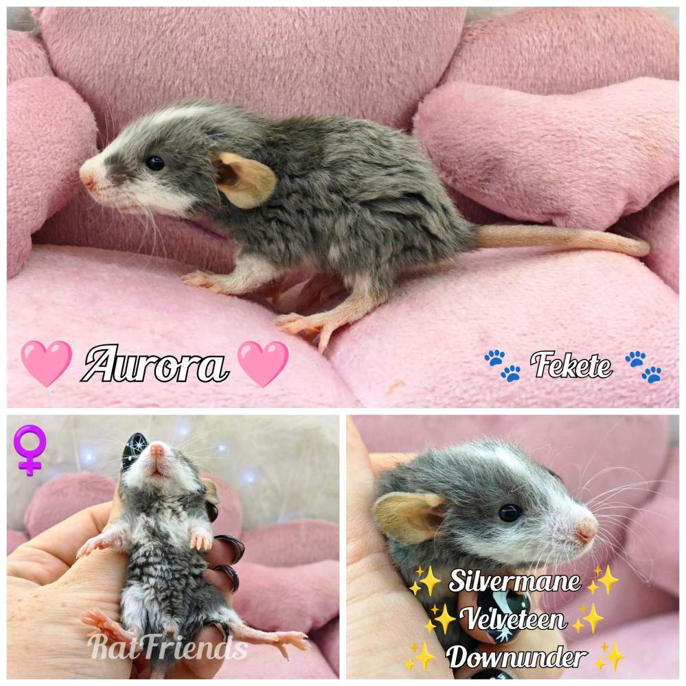 Fancy rat Breeder Rattus norvegicus 