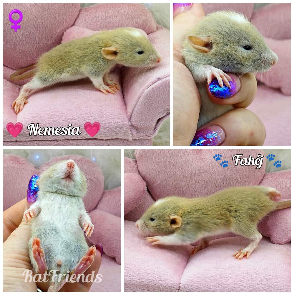Fancy rat Breeder Rattus norvegicus 