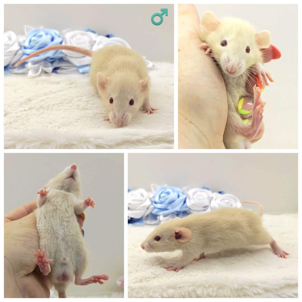 Fancy rat Breeder Rattus norvegicus 