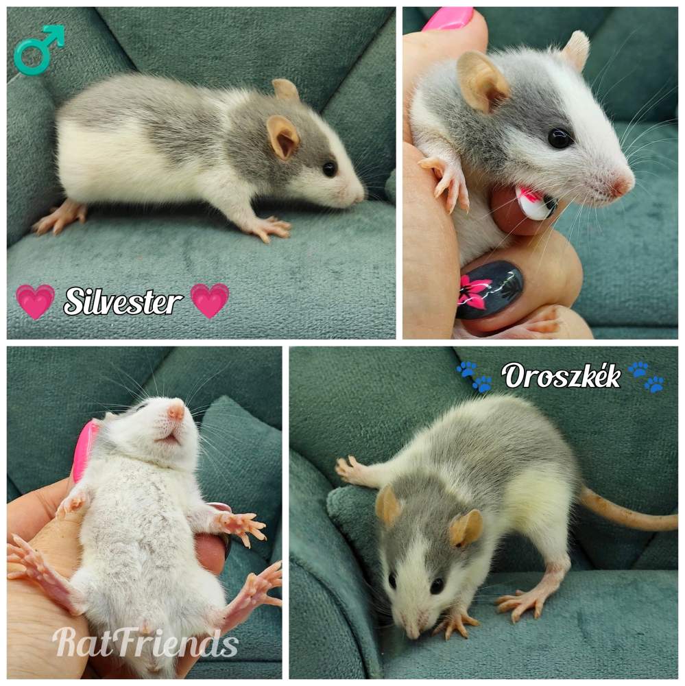 Fancy rat Breeder Rattus norvegicus 