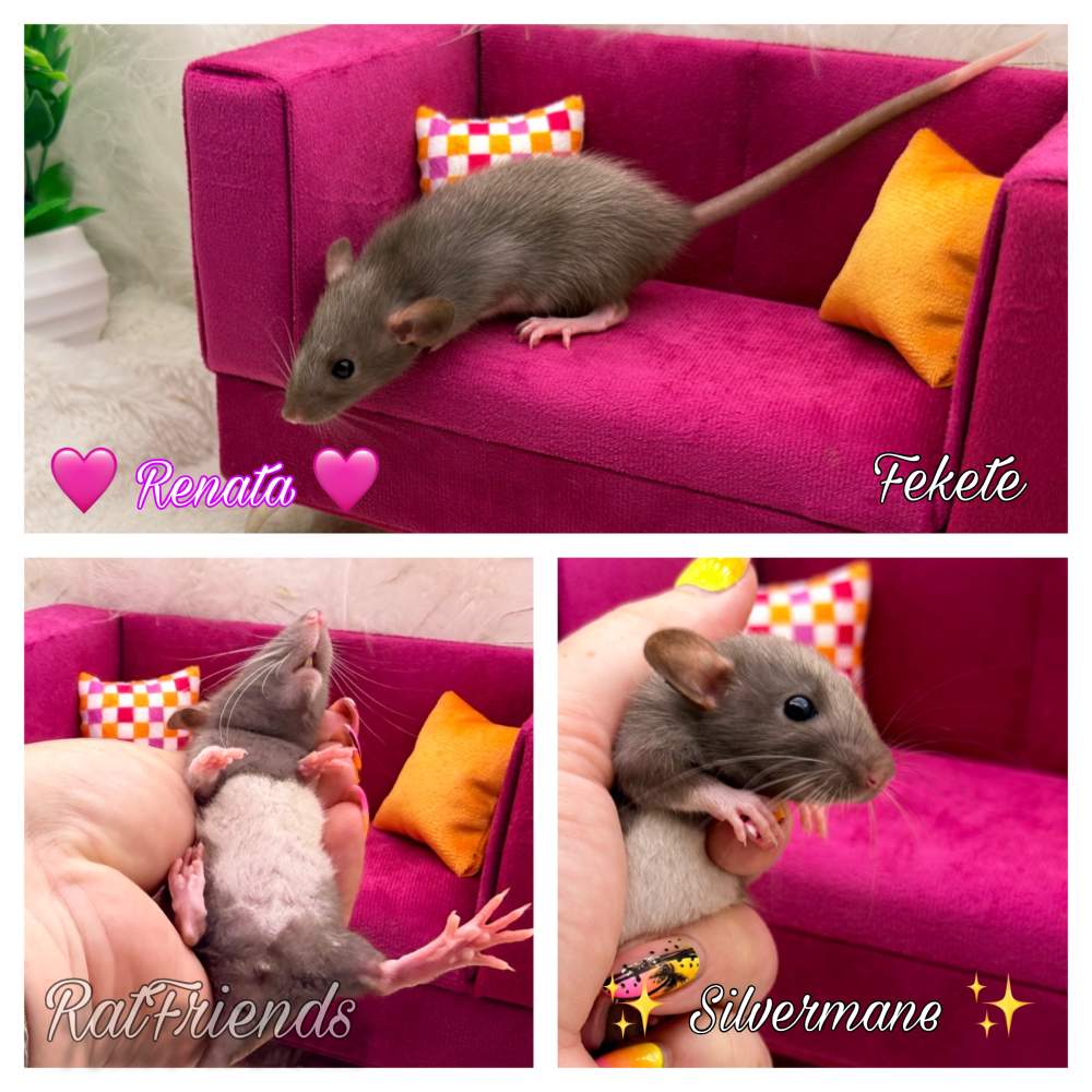 Fancy rat Available for rehoming Rattus norvegicus 