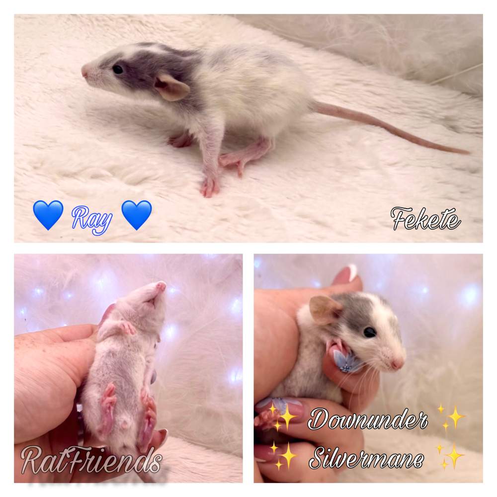 Fancy rat Available for rehoming Rattus norvegicus 