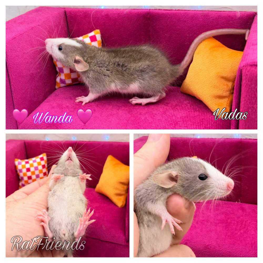 Fancy rat Available for rehoming Rattus norvegicus 