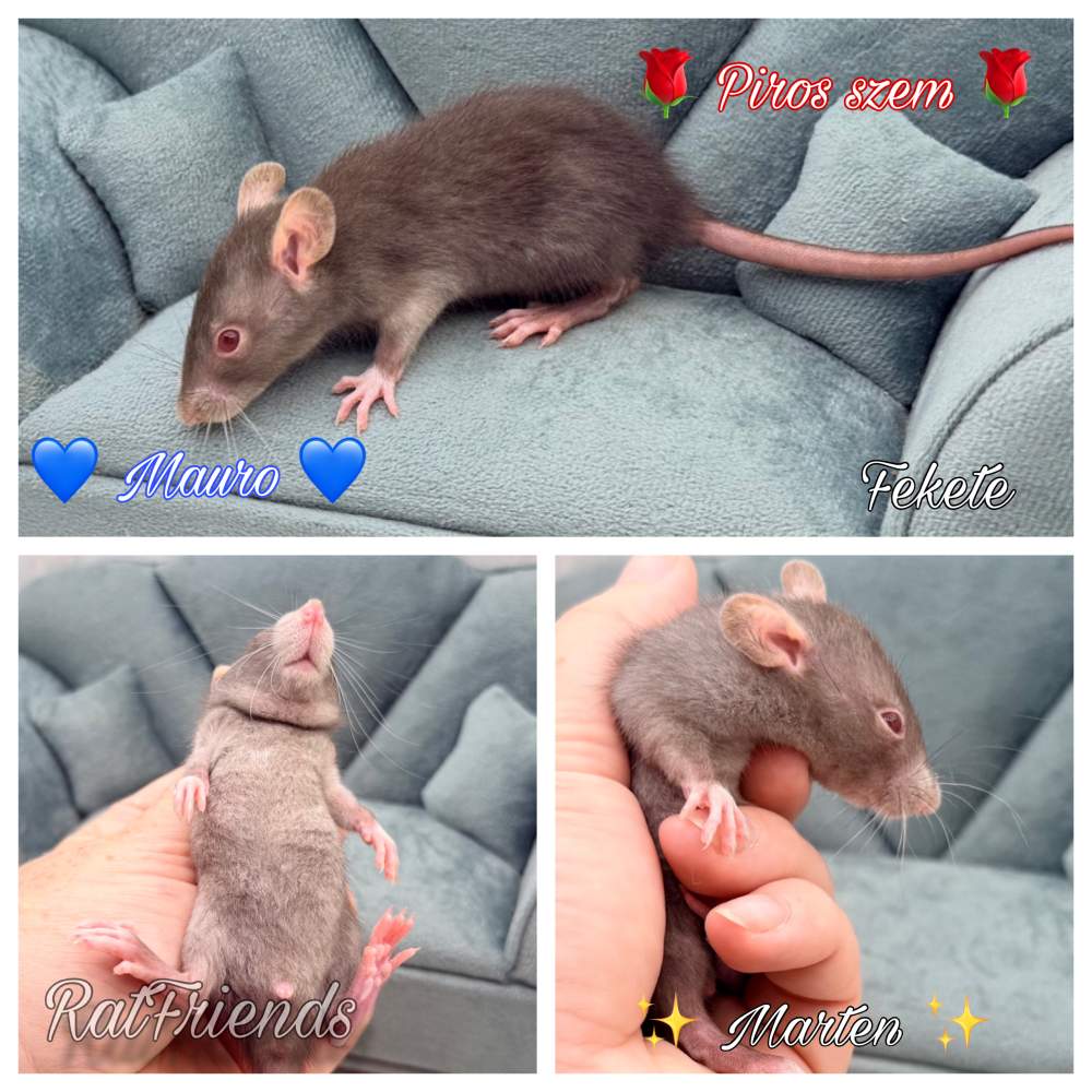 Fancy rat Available for rehoming Rattus norvegicus 