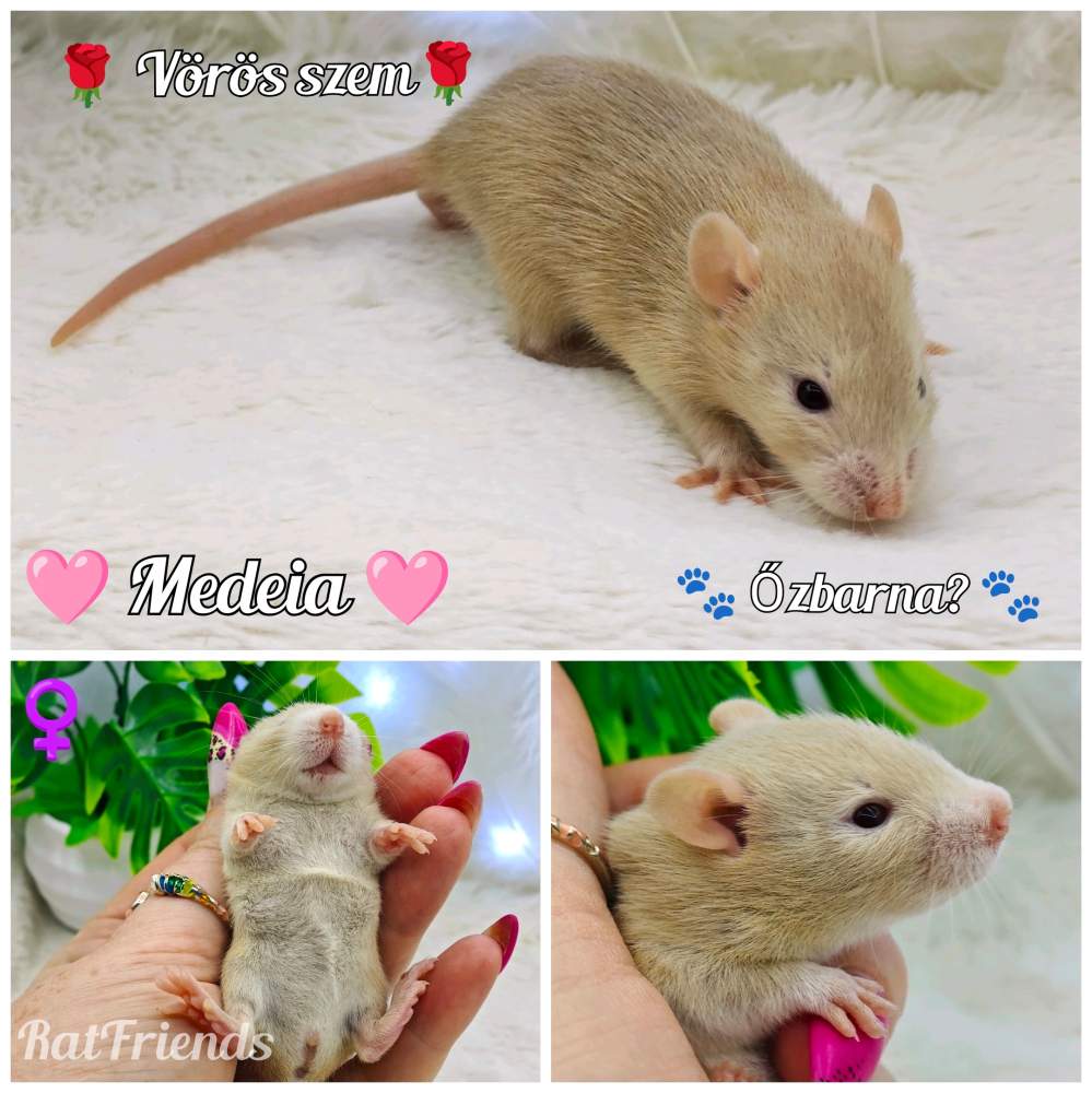 Fancy rat Breeder Rattus norvegicus 