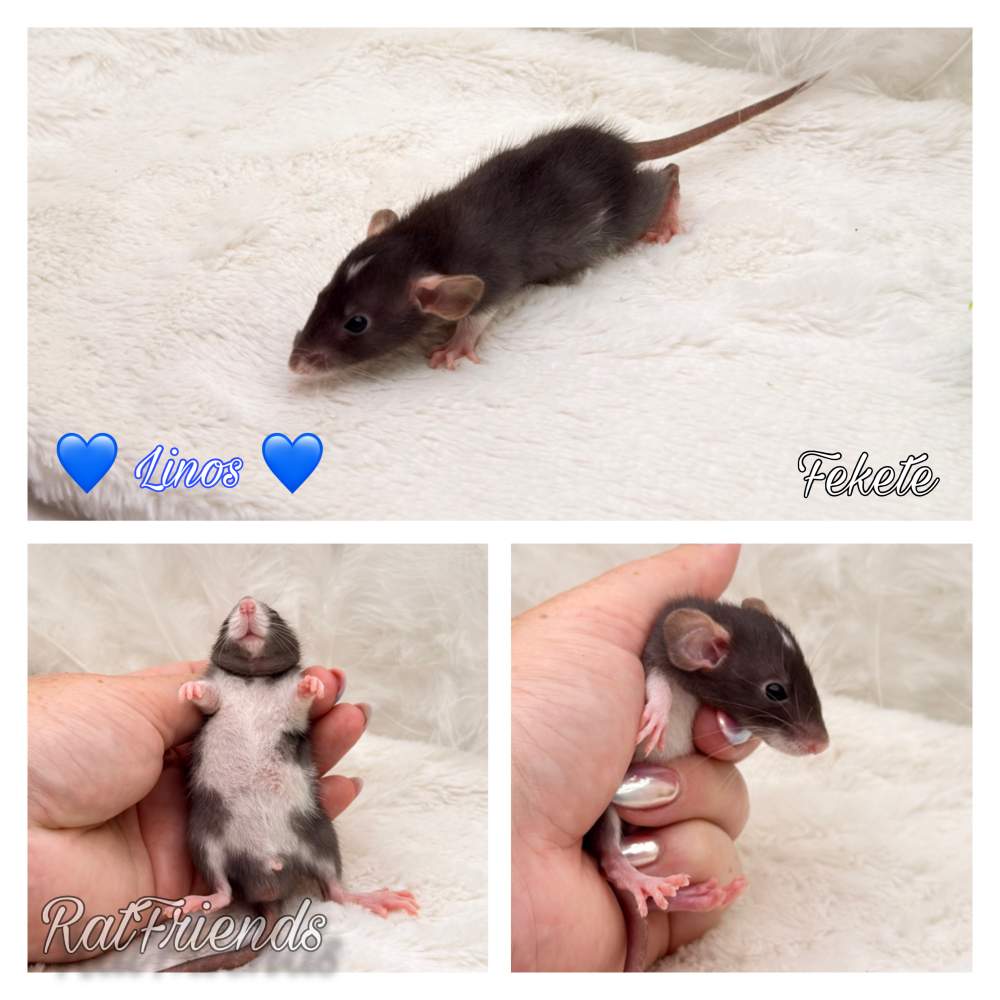 Fancy rat Available for rehoming Rattus norvegicus 