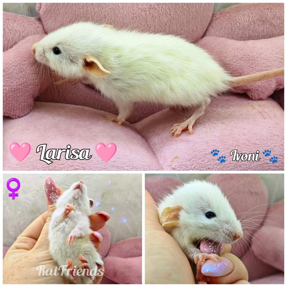 Fancy rat Available for rehoming Rattus norvegicus 