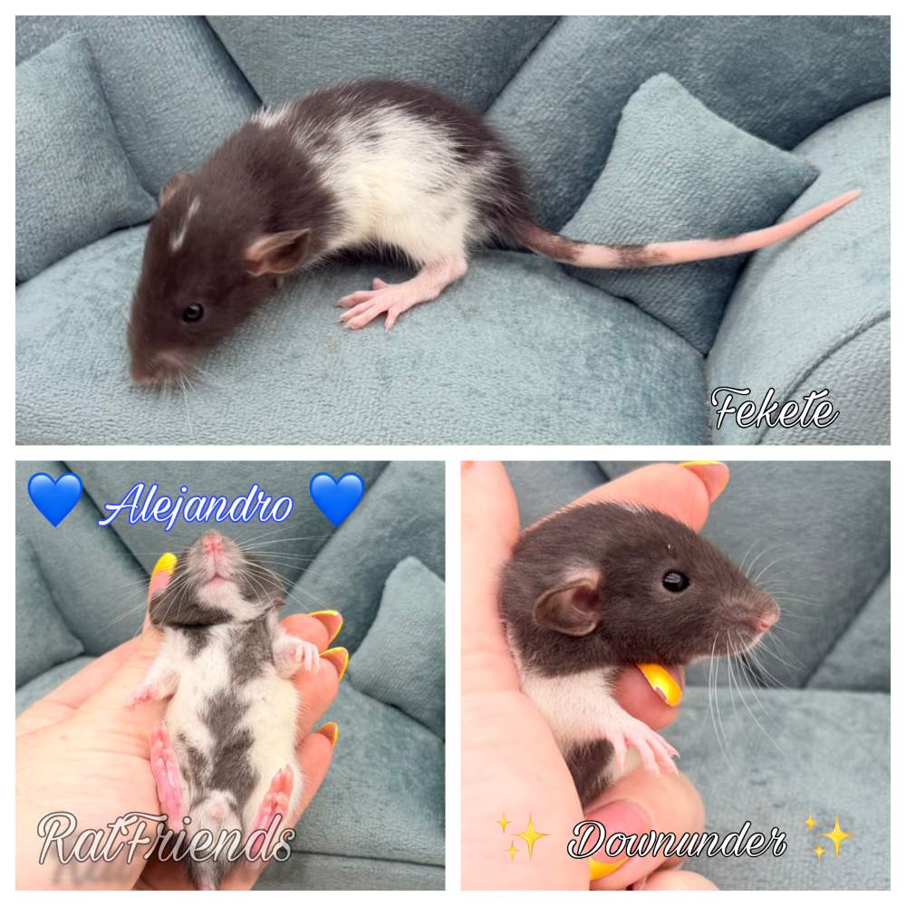 Fancy rat Available for rehoming Rattus norvegicus 