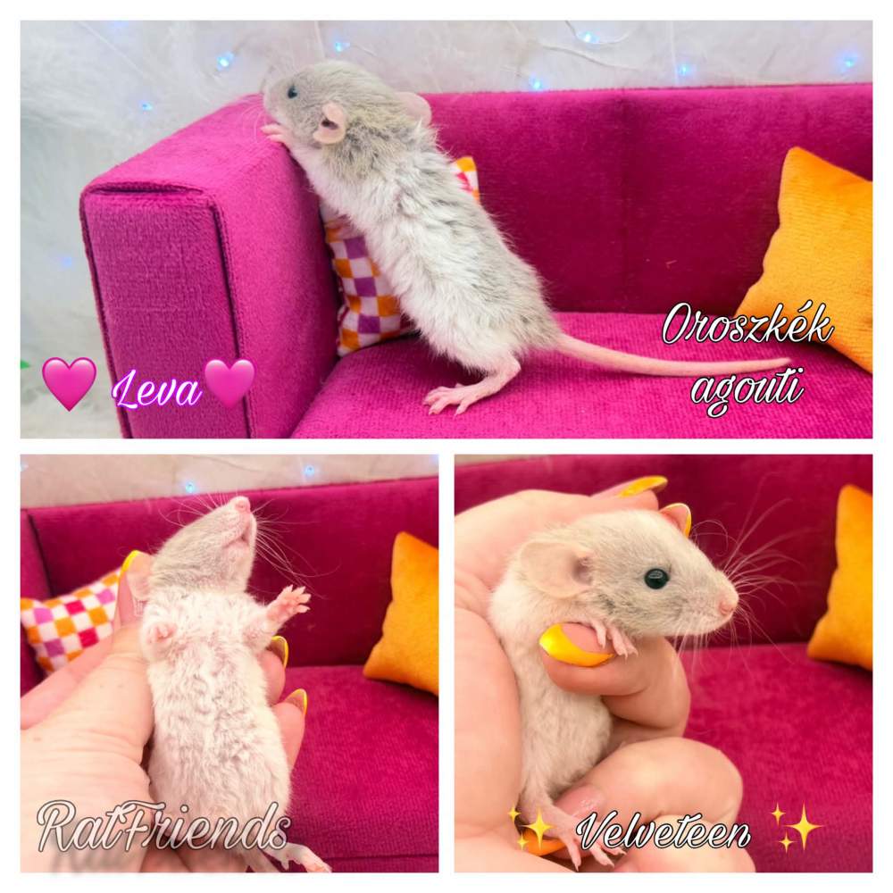 Fancy rat Available for rehoming Rattus norvegicus 