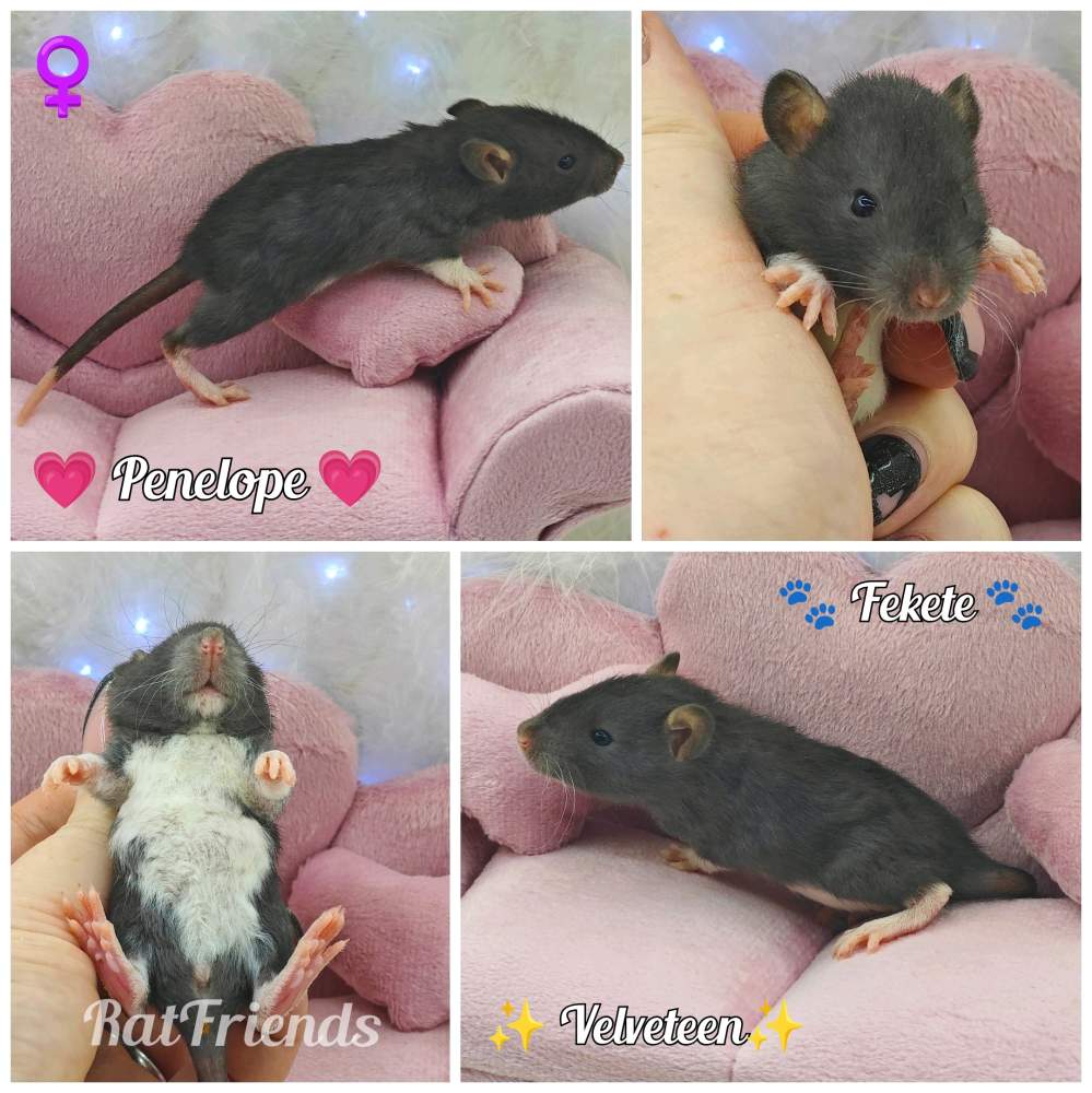 Fancy rat Owned by other Rattus norvegicus 
