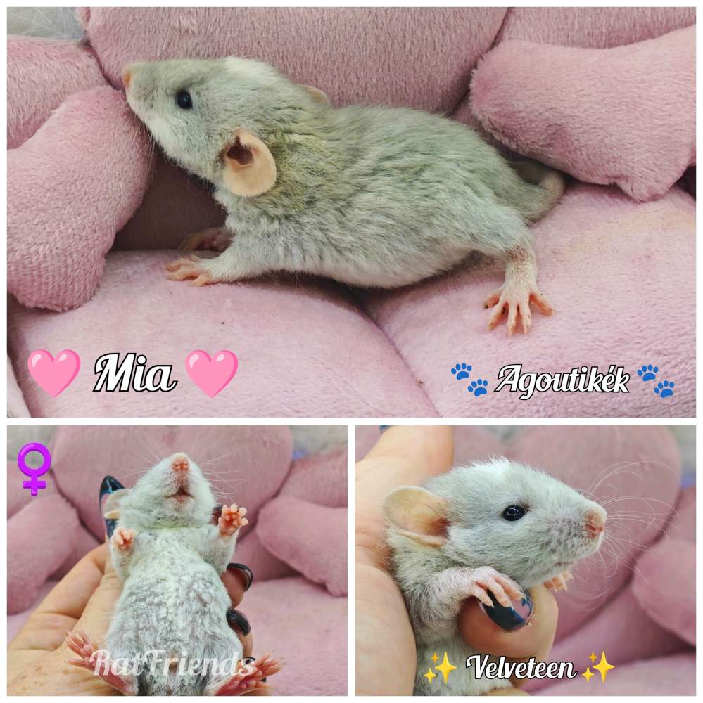 Fancy rat Available for rehoming Rattus norvegicus 