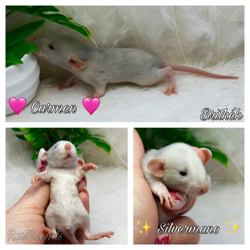 Fancy rat Breeder Rattus norvegicus 