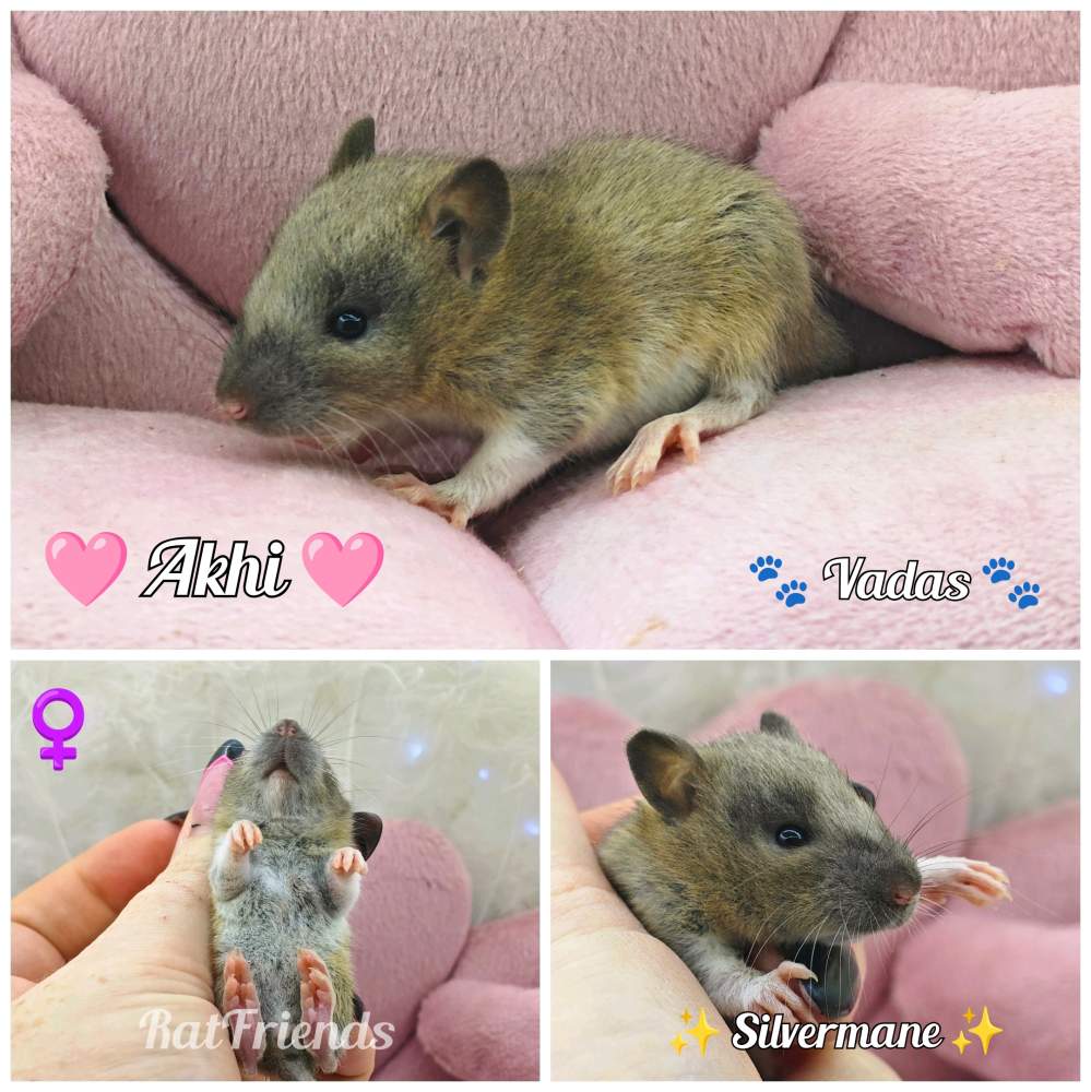 Fancy rat Available for rehoming Rattus norvegicus 