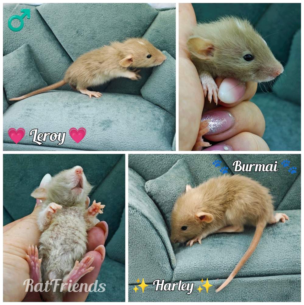 Fancy rat Available for rehoming Rattus norvegicus 
