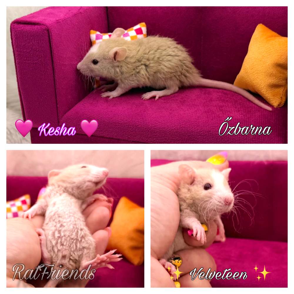Fancy rat Breeder Rattus norvegicus 