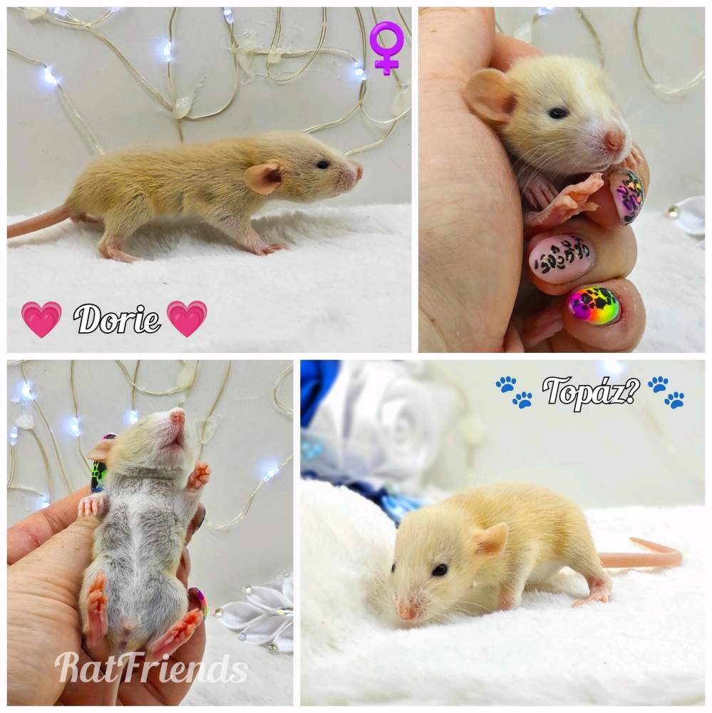 Fancy rat Breeder Rattus norvegicus 