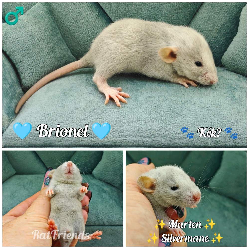 Fancy rat Available for rehoming Rattus norvegicus 