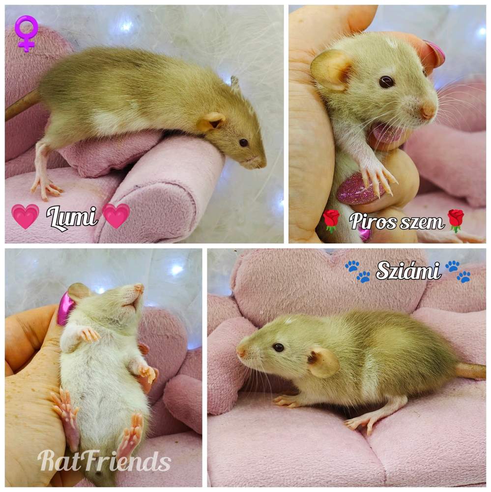 Fancy rat Owned by other Rattus norvegicus 