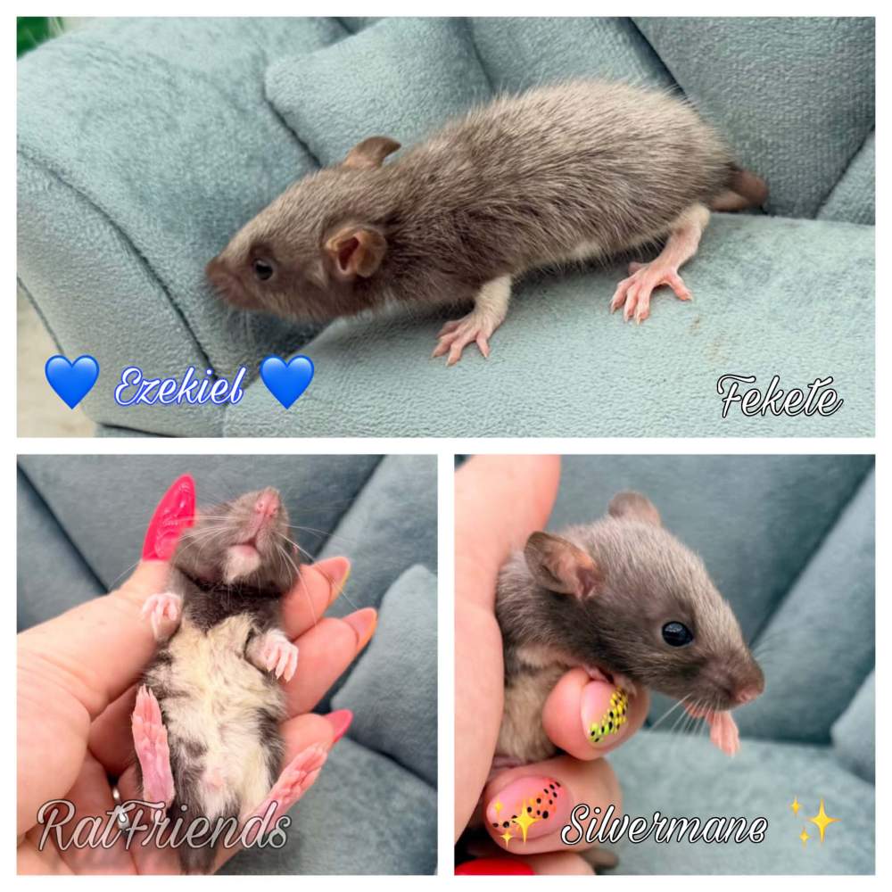 Fancy rat Available for rehoming Rattus norvegicus 
