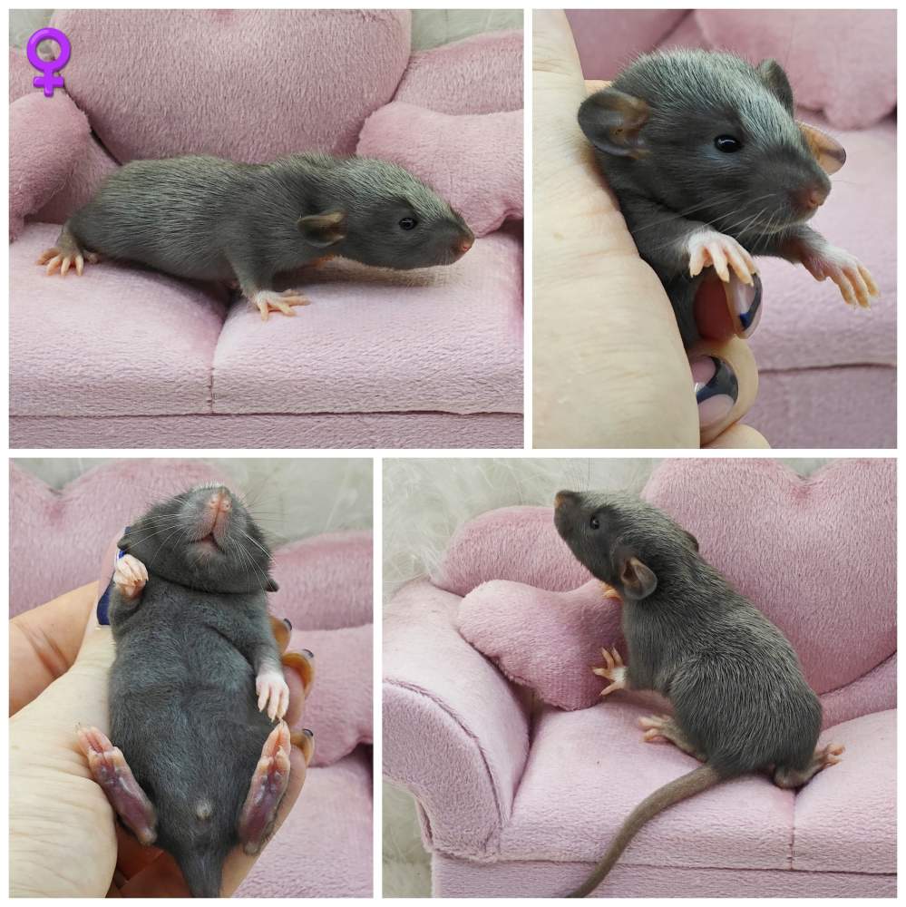 Fancy rat Breeder Rattus norvegicus 