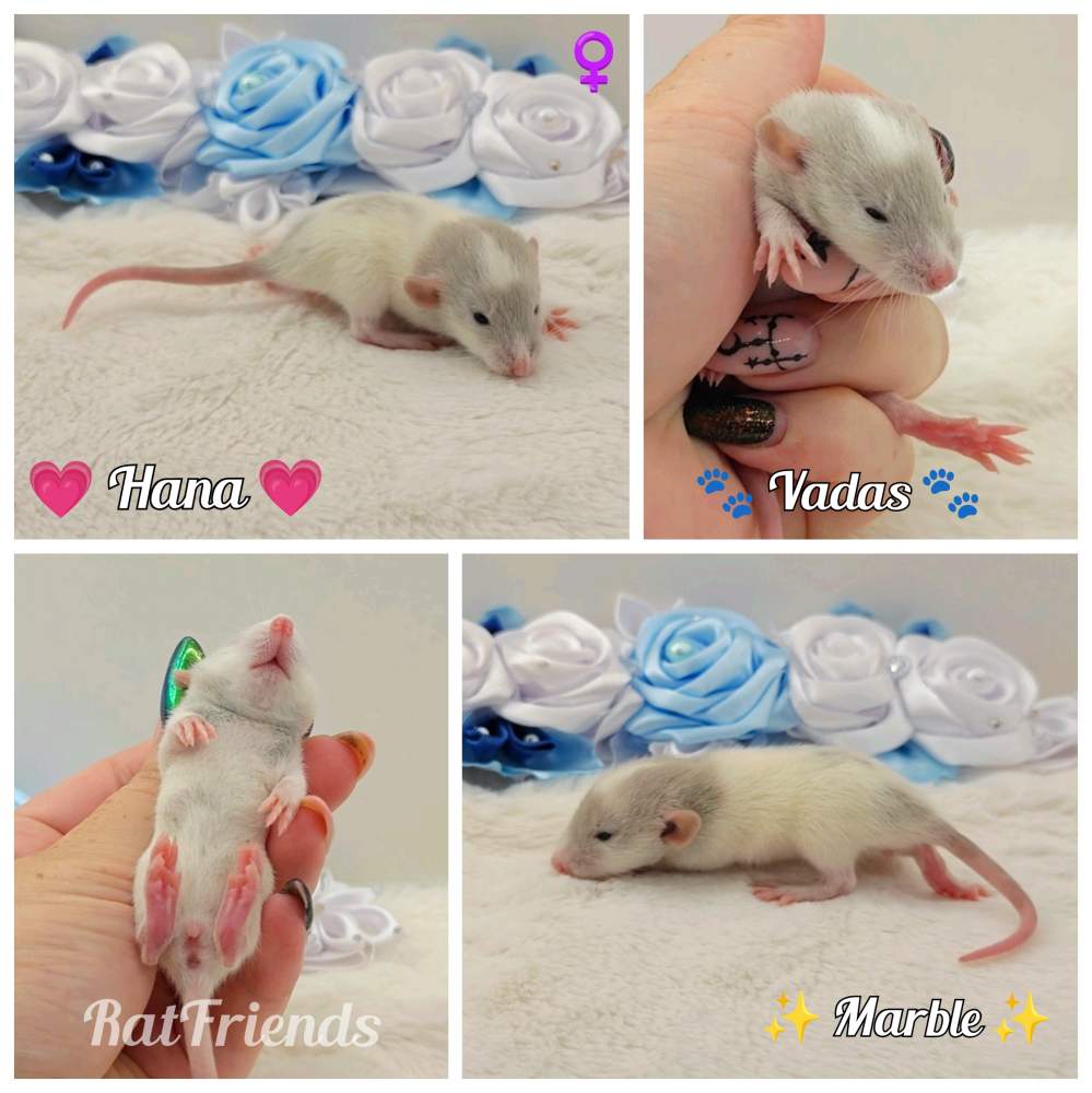 Fancy rat Breeder Rattus norvegicus 
