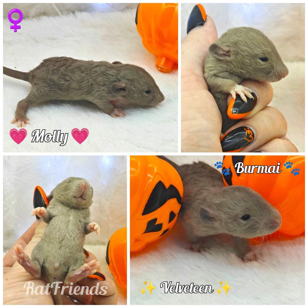 Fancy rat Owned by other Rattus norvegicus 