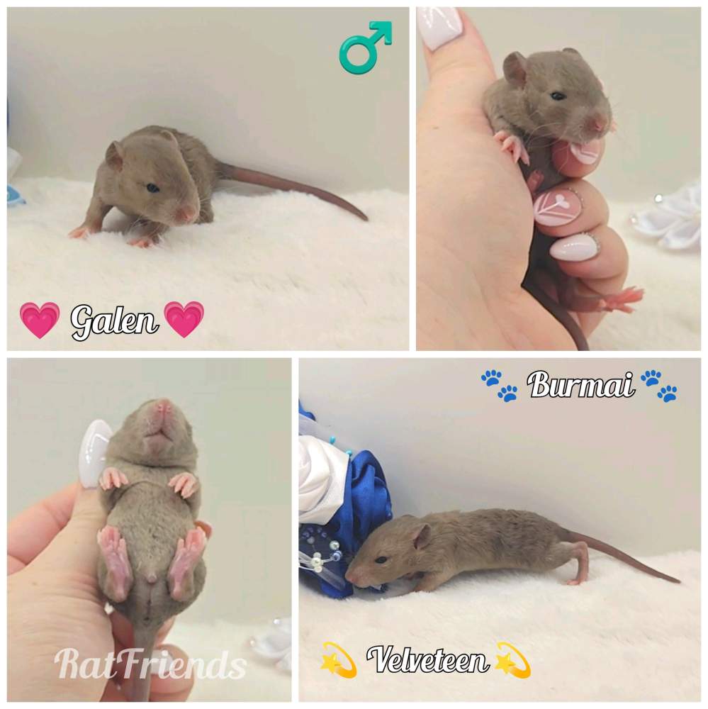 Fancy rat Owned by other Rattus norvegicus 