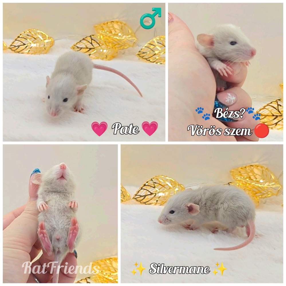 Fancy rat Owned by other Rattus norvegicus 